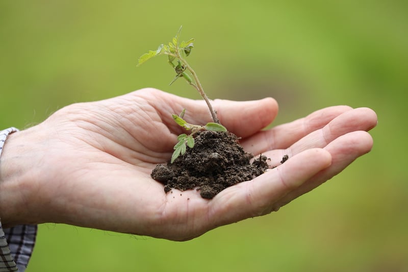 Pruning plants