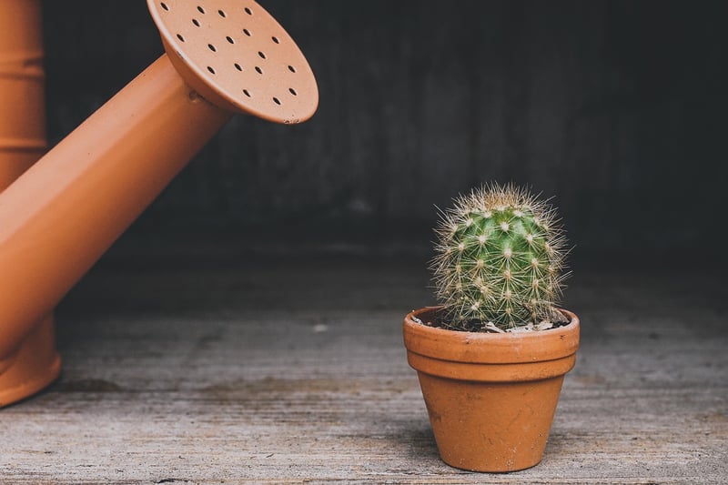 Succulent Planters
